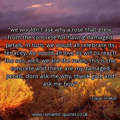 Tupac Shakur Quotes & Quotations: we wouldn’t ask why a rose that grew from the concrete for having damaged petals, in turn, we would all celebrate its tenacity, we…