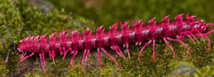 THE PINK DRAGON MILLIPEDE