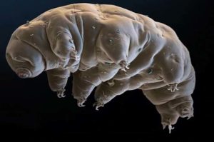 Tardigrades with ability to survive in extreme physical and chemical conditions