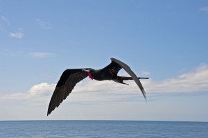 Frigate bird
